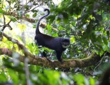 Caldera 12 Preuss Monkey