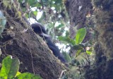 Caldera deel 2 red eared monkey hiding