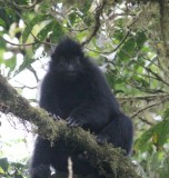 Caldera deel 2 Black Colobus