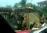Moka 1 Bushmeat