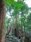 Kameroen Bimbia enorme boom
