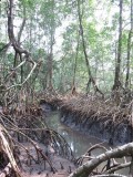 Kameroen Bimbia helehoge mangrove