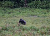 Kameroen 14 Gorilla