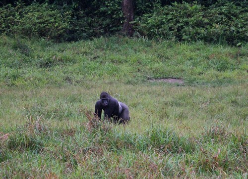 Kameroen 14 Gorilla