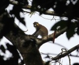 Kameroen 16 Moustached Guenon