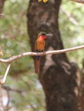 Kameroen Benoue NP Red-throated Bee-eater