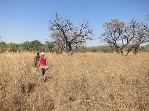 Kameroen Benoue NP droge savanne wandeling