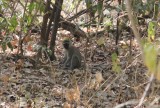 Kameroen Benoue NP Green monkey