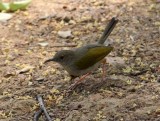 Kameroen Benoue NP Green-backes Cameroptera