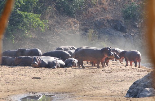 Kameroen Benoue NP Hippo\'s