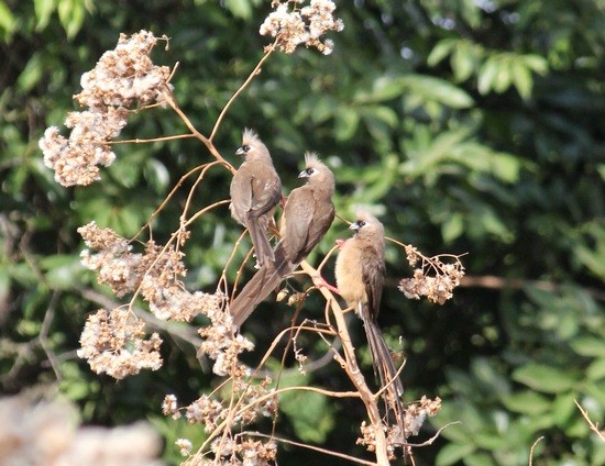 Kameroen Ngaoundaba Mousebirds