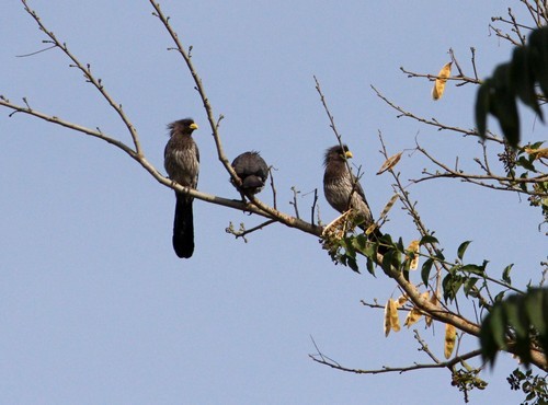 Kameroen Ngaoundaba plantain-eater