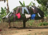 Kameroen Bangem droogmolenboom