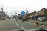 4. Koeien middenin de stad