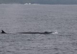 5. walvis (vin en blowhole)