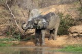 82 olifant in bad