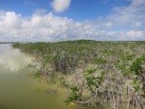 lagune mangrove