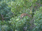Uitzichtstoren coati