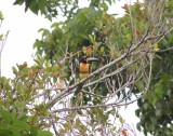 Vogel aracari