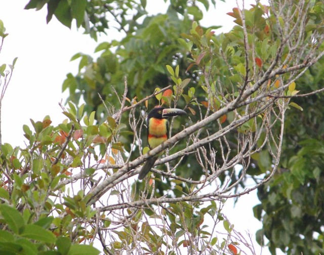Vogel aracari