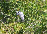 vogel lagune boat-billed heron