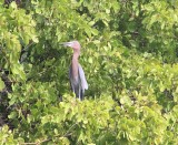 Vogel lagune reddish egret