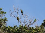 Vogel parakeet