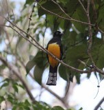 vogel trogon