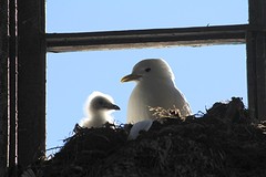 Blog 5 Drieteenmeeuw met jong