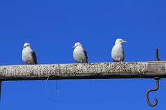 Blog 5 Drieteenmeeuwen 2
