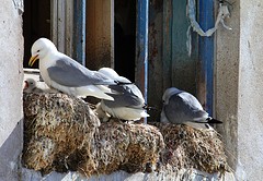 Blog 5 Drieteenmeeuwen met jong