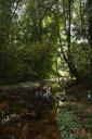 vogelen in Korup NP