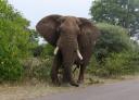 boze olifant
