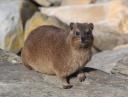 Rockdassies