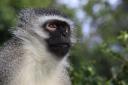 Mooie kop groene meerkat
