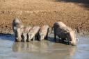 Familie knobbelzwijn in Mhkuze