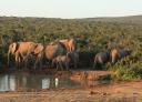 Familie olifant in Addo