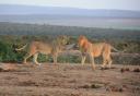 Jonge leeuwen in Addo