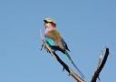 Lilac-breasted Roller