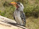 Neushoornvogel