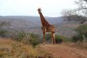 Nieuwsgierige giraffe in Mhkuze