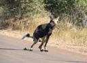 poepende wilde hond in Kruger
