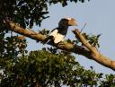 Black and White casqued Hornbill