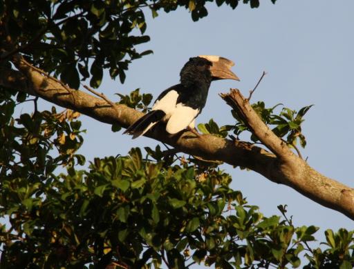 Black and White casqued Hornbill