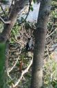 Red-tailed Monkey