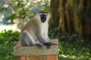 Groene meerkat in botanische tuin