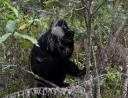 L'Hoest Monkey met baby