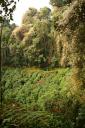 Regenwoud in Nyungwe NP
