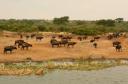 Grote groep buffels in QENP