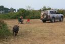 Pumba op de camping op zoek naar eten